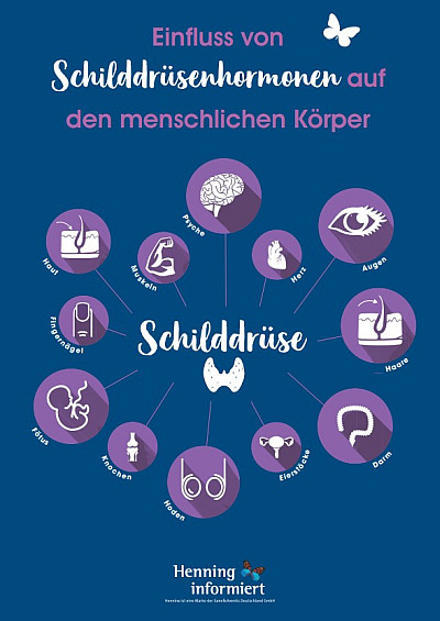 Einfluss von Schilddrüsenhormonen