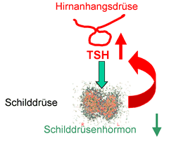 Schilldrüse Funktionsweise