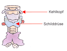 Schilldrüse Schema